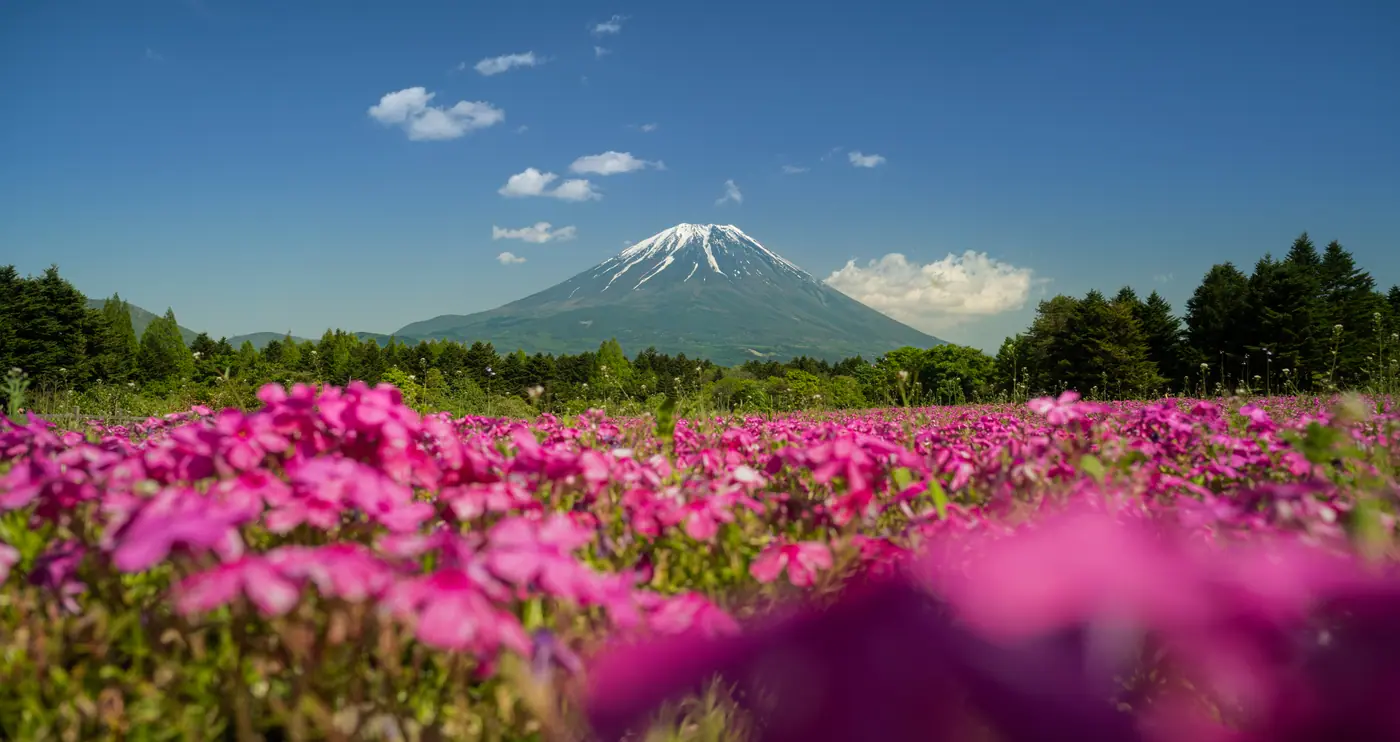 Mount Fuji over fields of pink moss phlox at the Fuji Shibazakura Festival